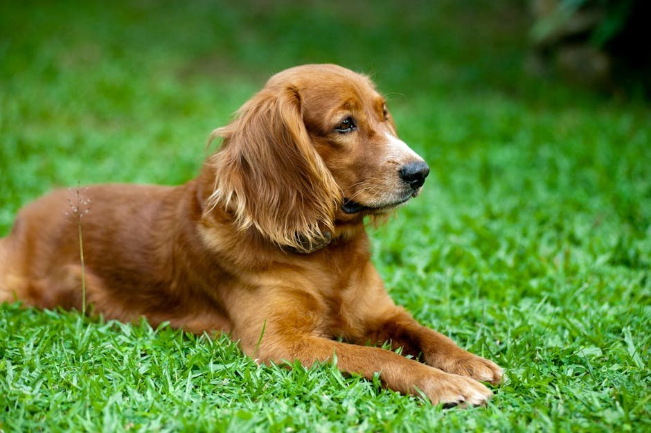 A golden retriever dog sitting calmly on a lush green lawn, looking attentive and serene.