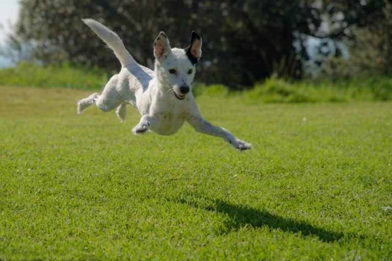 a dog jumping in the air